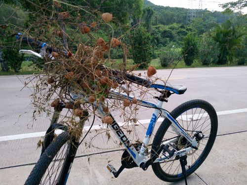 植物| 想和你在一起,遇见爱的泡芙『心豆藤』
