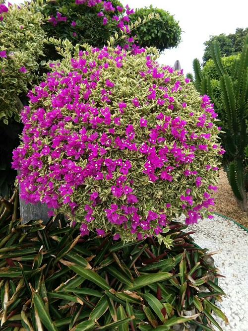 雪瓣芬芳淡,苍藤舞影斜