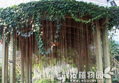 第189期:一帘幽梦--锦屏藤----中国科学院武汉植物园