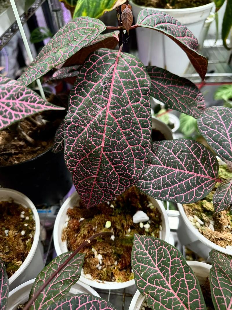大红大紫.山野plants,取名:小紫真实名字:鱼纹藤 #
